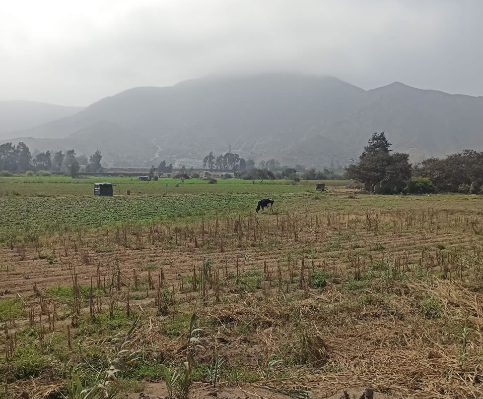 Vendo terreno de 8 hectáreas en Cieneguilla