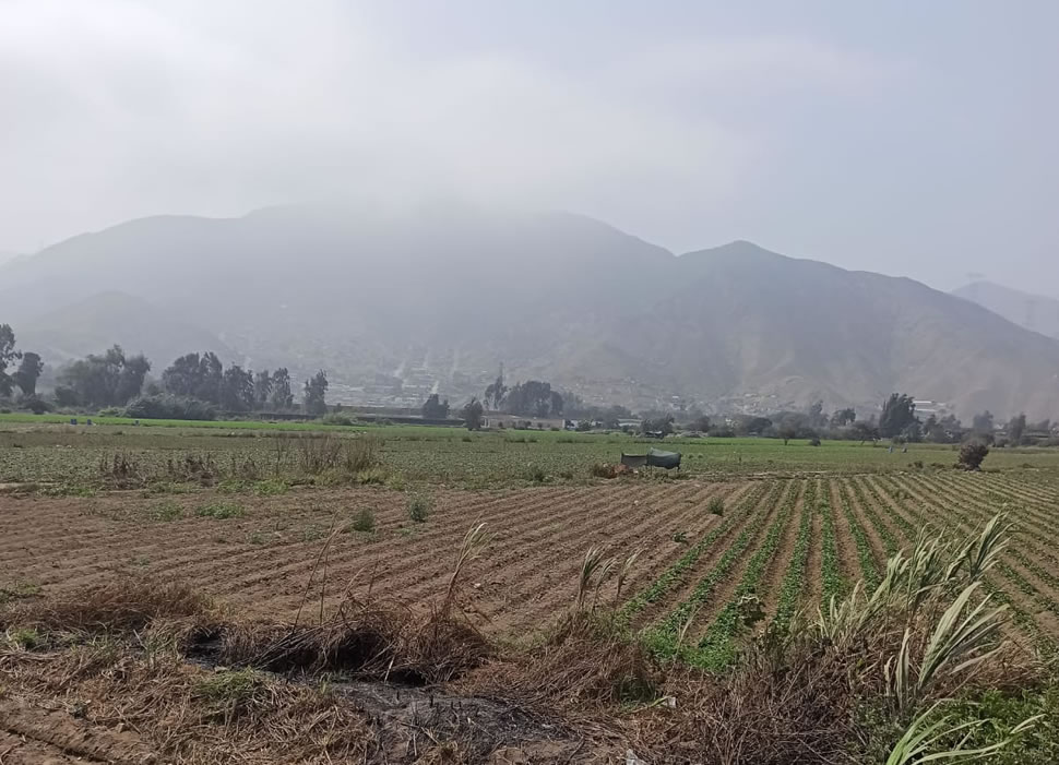 Vendo terreno de 8 hectáreas en Cieneguilla