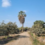 En venta terreno agrícola de 25 hectáreas en distrito El Carmen
