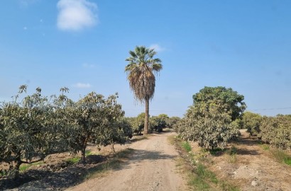 En venta terreno agrícola de 25 hectáreas en distrito El Carmen