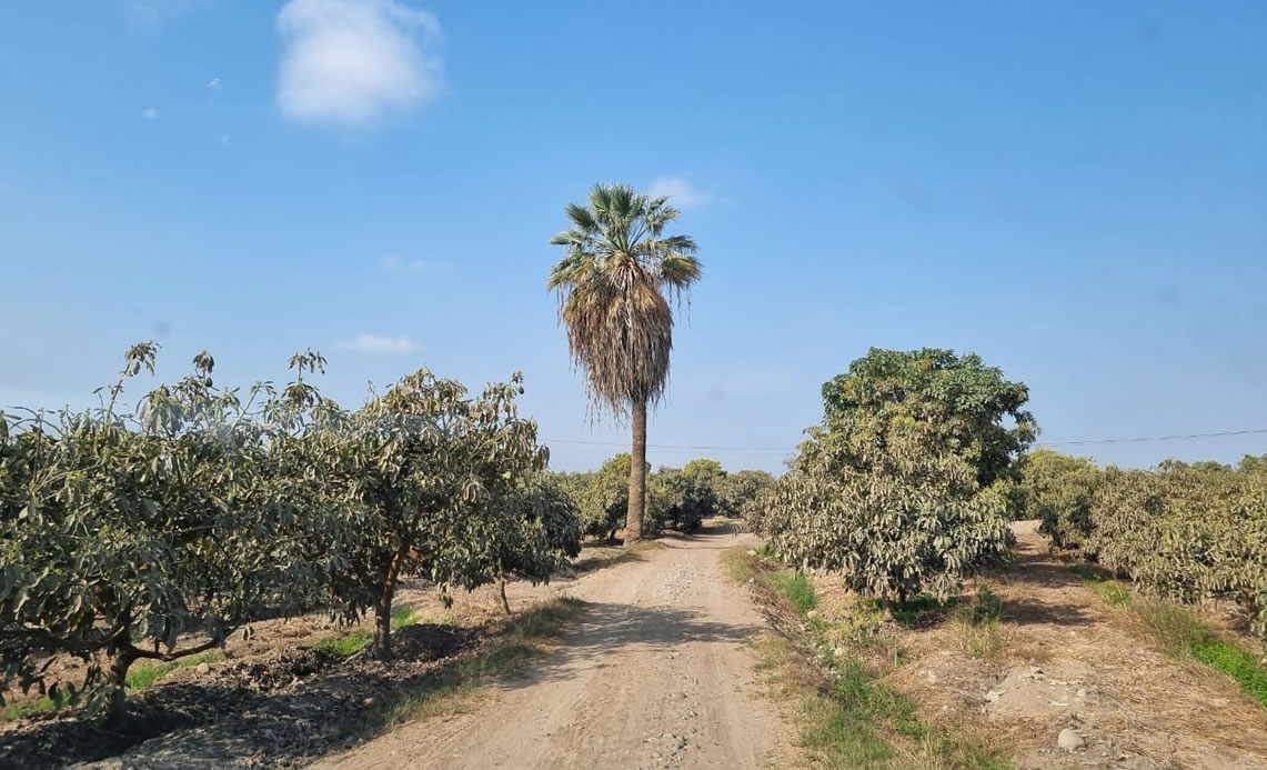 En venta terreno agrícola de 25 hectáreas en distrito El Carmen