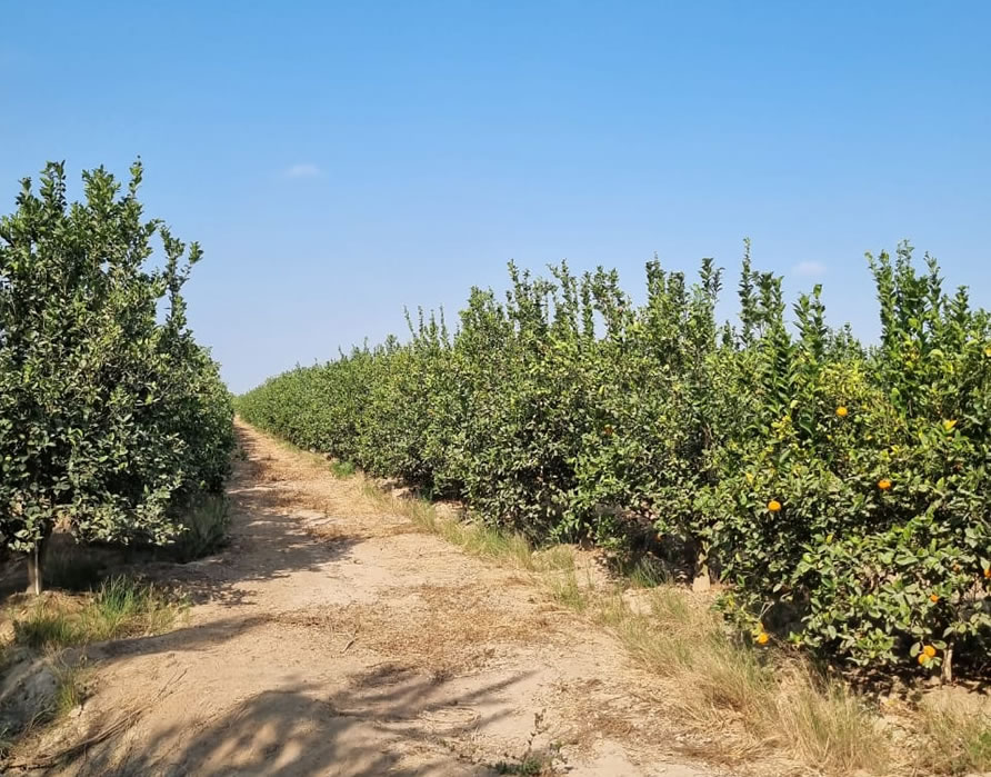 En venta terreno agrícola de 25 hectáreas en distrito El Carmen