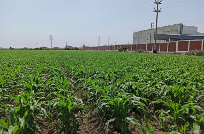 En venta terreno agrícola de 8,000 m2 en Chicha Baja