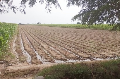 Vendo terreno agrícola de 12 hectáreas en Chincha