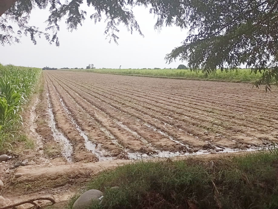 Vendo terreno agrícola de 12 hectáreas en Chincha