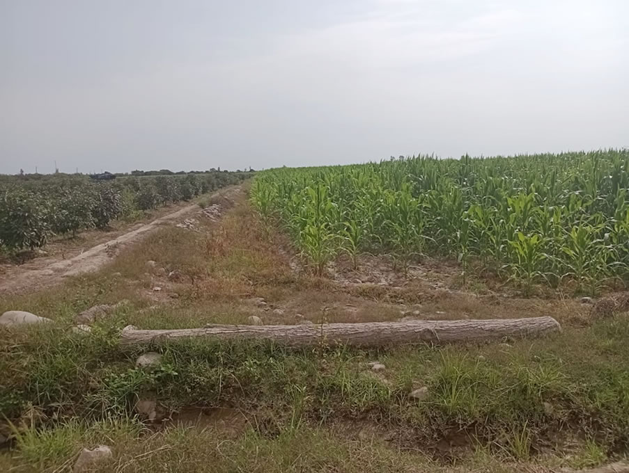 Vendo terreno agrícola de 12 hectáreas en Chincha