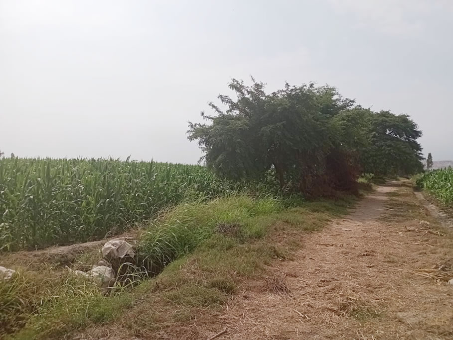 Vendo terreno agrícola de 12 hectáreas en Chincha