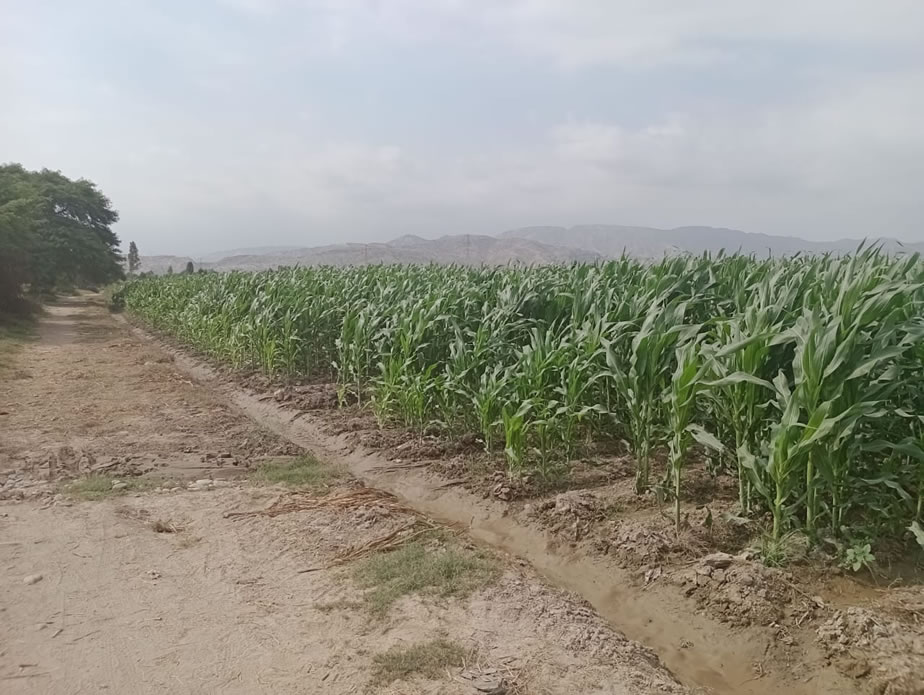 Vendo terreno agrícola de 12 hectáreas en Chincha