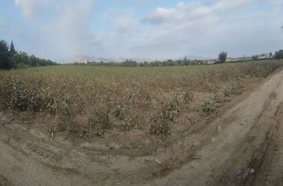 En venta terreno agrícola de 5 hectáreas en El Carmen, Chincha, Ica