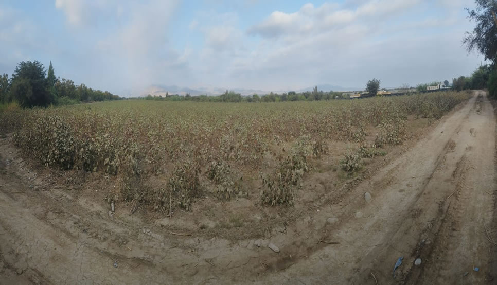 En venta terreno agrícola de 5 hectáreas en El Carmen, Chincha, Ica