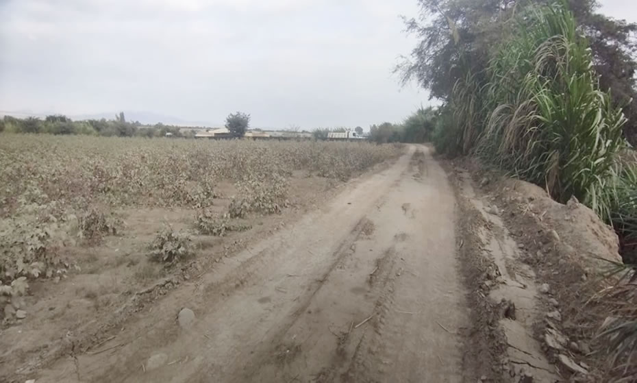 En venta terreno agrícola de 5 hectáreas en El Carmen, Chincha, Ica