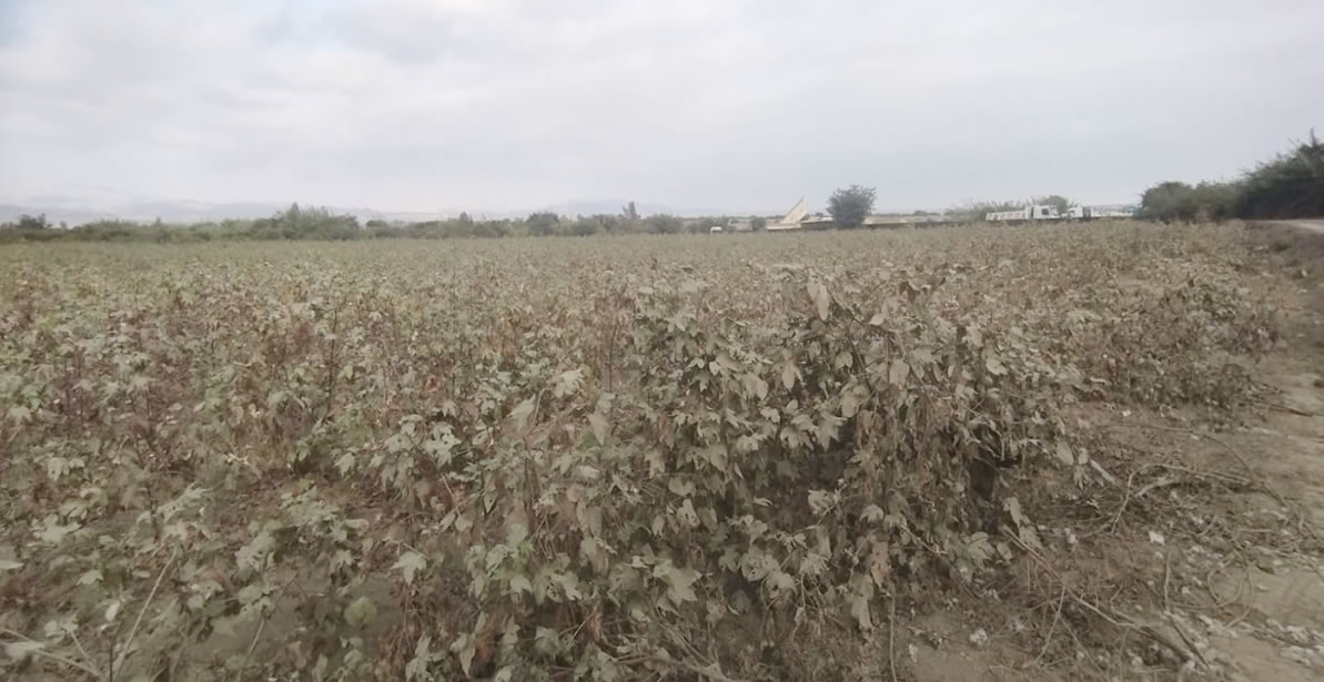 En venta terreno agrícola de 5 hectáreas en El Carmen, Chincha, Ica