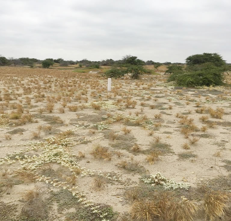 Se vende terreno de 1,999 hectáreas en el valle de Olmos