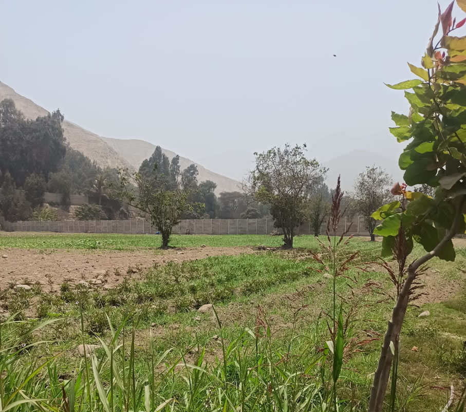 Vendo de terreno de una hectárea en Cieneguilla