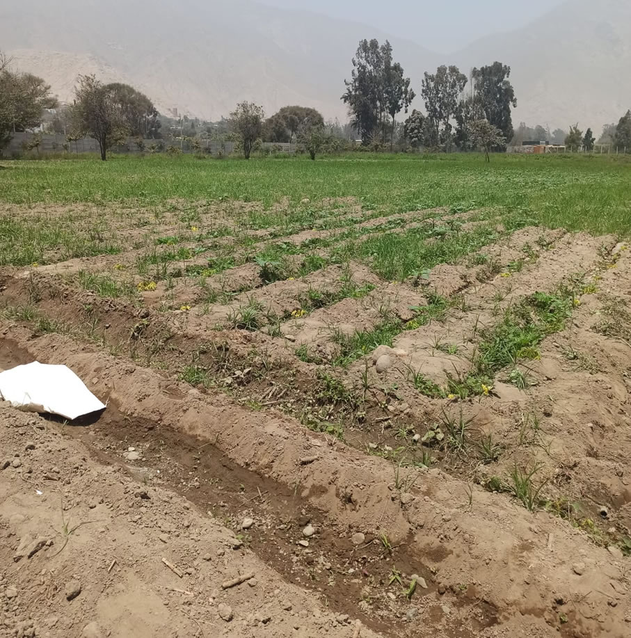 Vendo de terreno de una hectárea en Cieneguilla