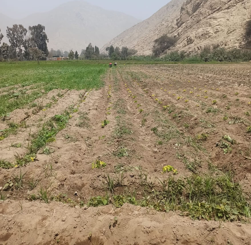 Vendo de terreno de una hectárea en Cieneguilla