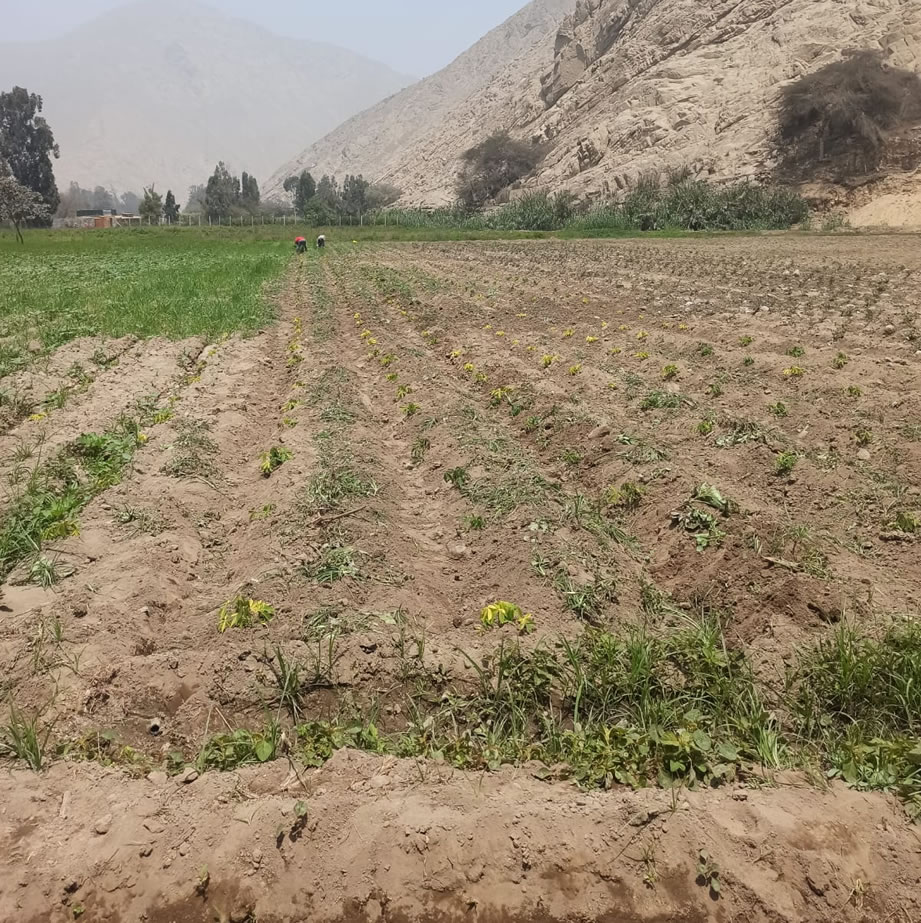 Vendo de terreno de una hectárea en Cieneguilla