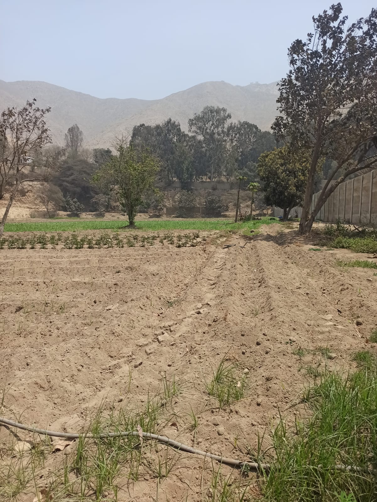 Vendo de terreno de una hectárea en Cieneguilla