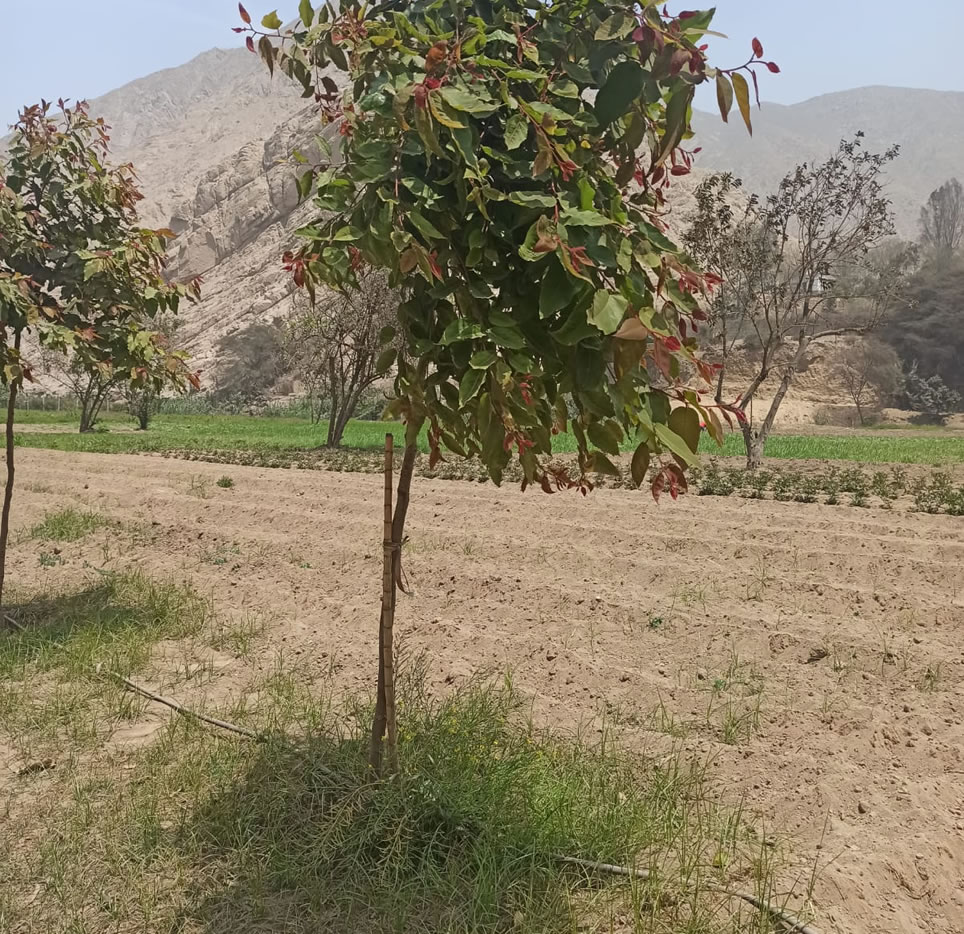 Vendo de terreno de una hectárea en Cieneguilla