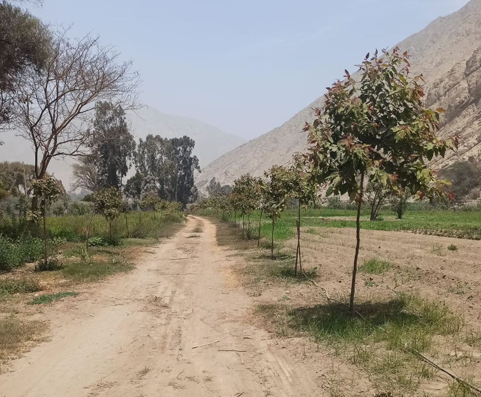 Vendo de terreno de una hectárea en Cieneguilla