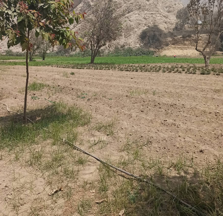 Vendo de terreno de una hectárea en Cieneguilla