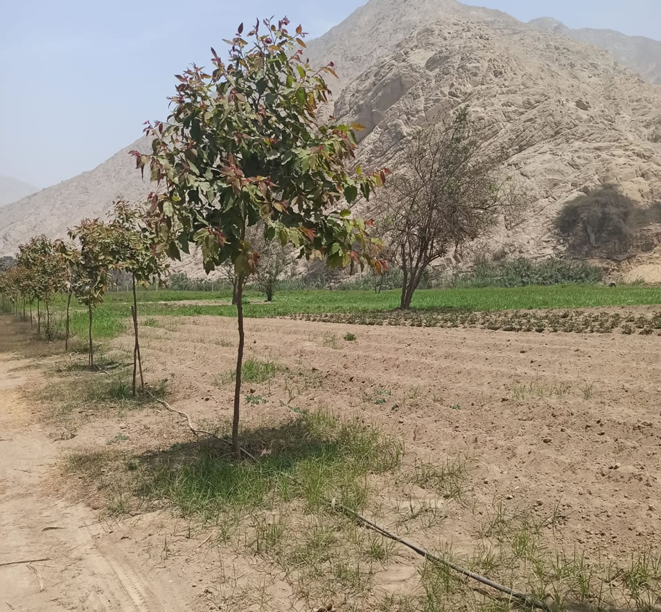 Vendo de terreno de una hectárea en Cieneguilla